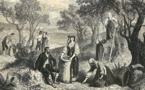 Raccolta-delle-olive-in-Italia.-Stampa-Calabrese -del-1862 storia della raccolta degli ulivi Organic Extra Virgin Olive Oil