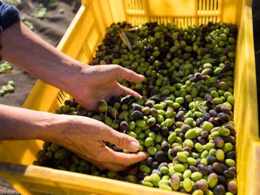 Le olive vengono raccolte al giusto punto di invaiatura, tra la prima e terza decade di ottobre, durante le prime ore del